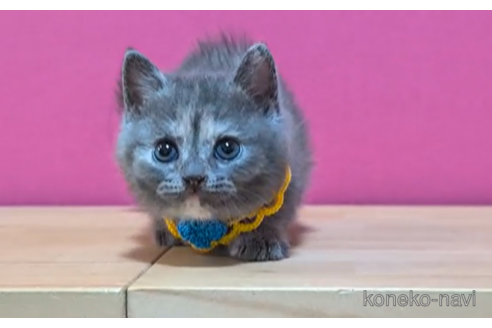 成約済の東京都のマンチカン-101305の3枚目